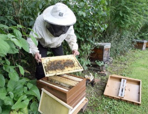 apiculture_mortagne